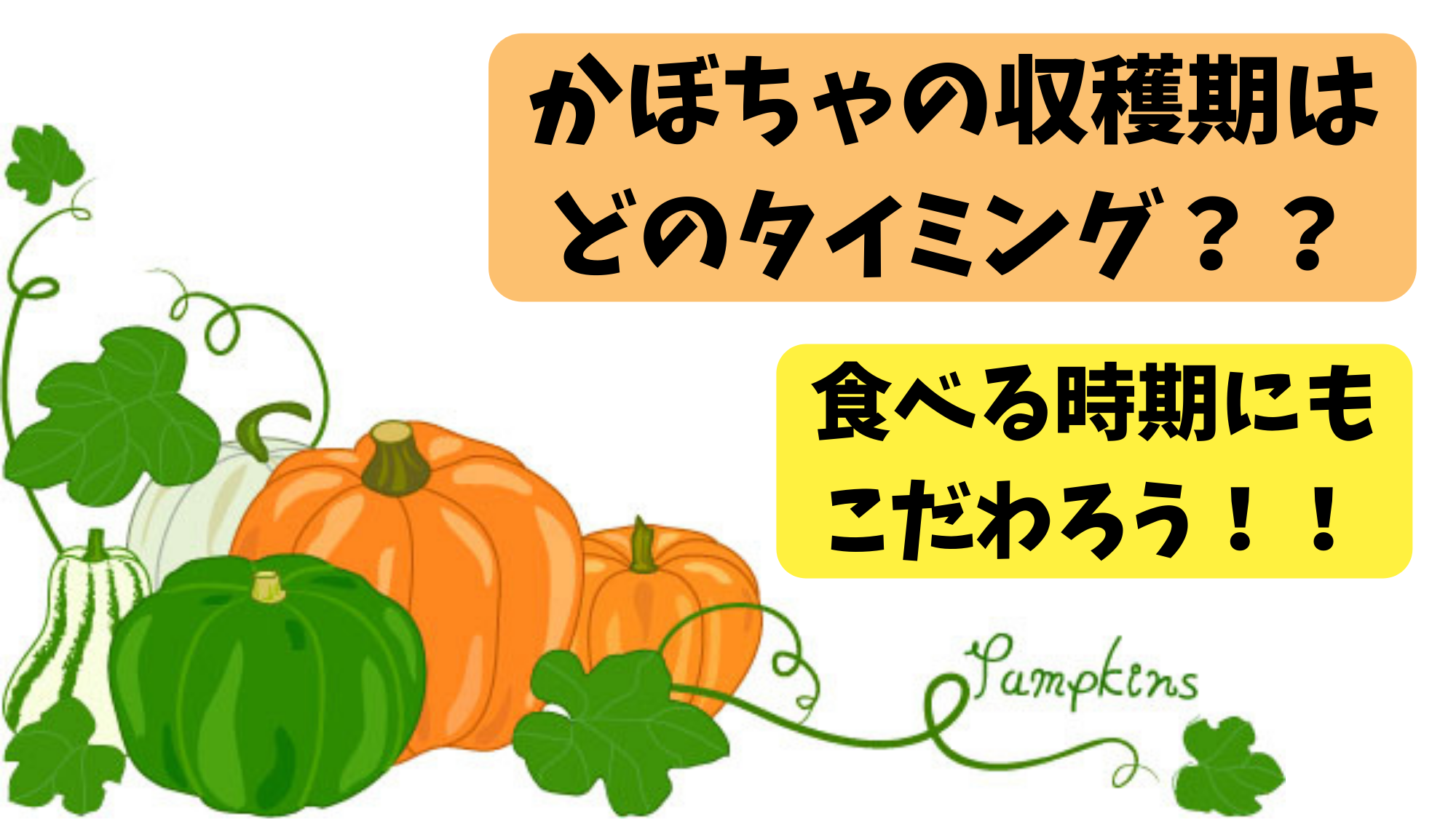 坊っちゃんカボチャの収穫終了と撤収 - 大好き！野菜の時間