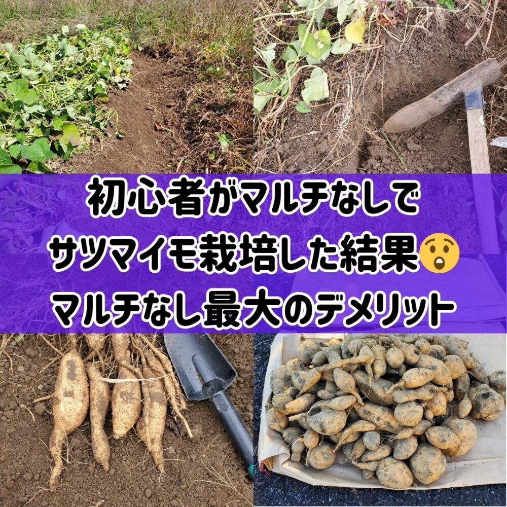 芋づるきんぴら知ってますか