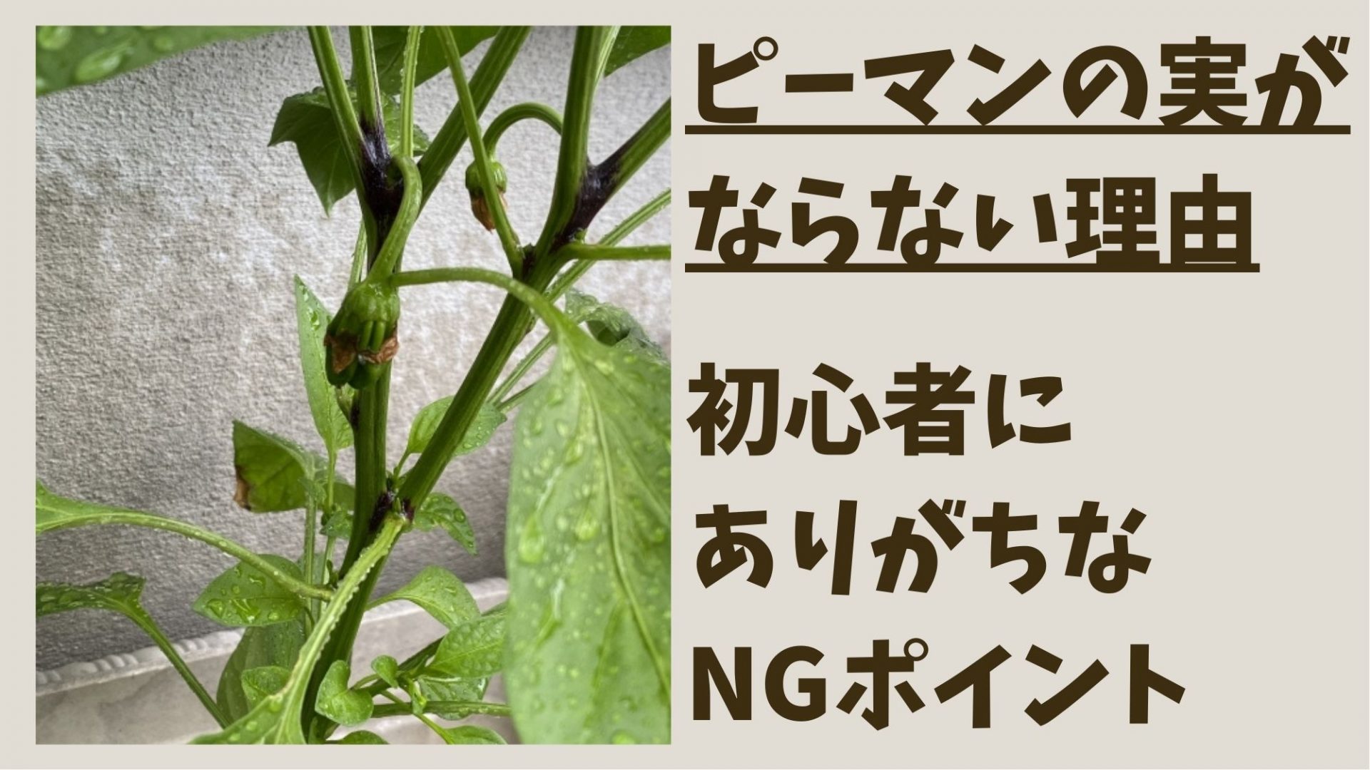 パプリカをベランダ菜園で収穫！育て方とプランター栽培のコツLOVEGREEN ラブグリーン
