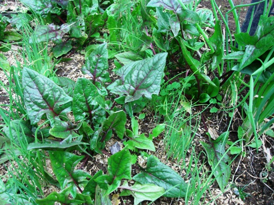 九条太ねぎと紫わけぎ、インカのめざめ: 代々木上原 器とショール マルコポーロ通信