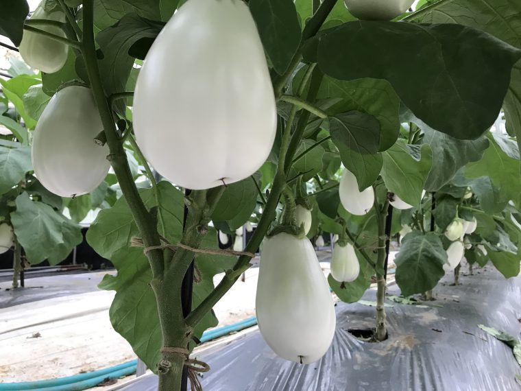 旬の食材と栄養 「白ナス」 トロトロの 食感が魅力 どんな料理にも あう 元気＋らいふ上毛新聞電子版群馬県のニュース・スポーツ情報