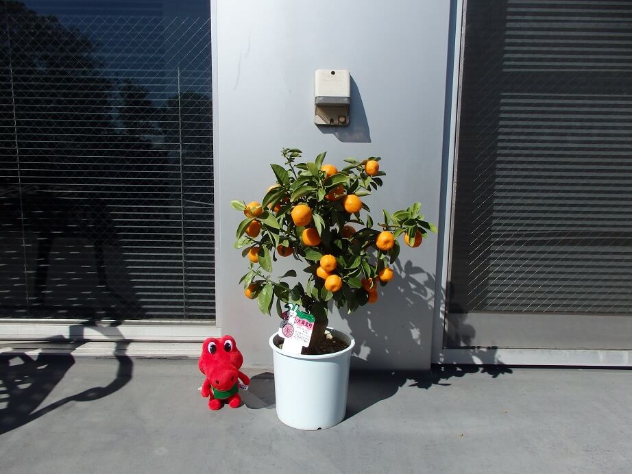 金柑の育て方剪定の方法や収穫の旬の時期、栽培のコツは?HORTI by GreenSnap