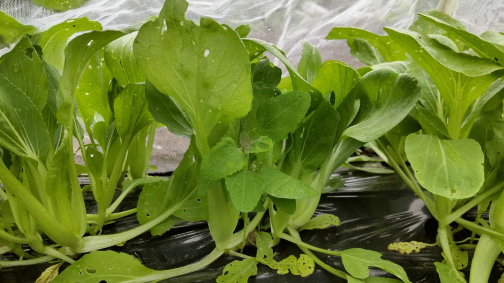 よく見るあの野菜どう使う?おしゃれ葉物野菜の活用術レシピサイトNadia