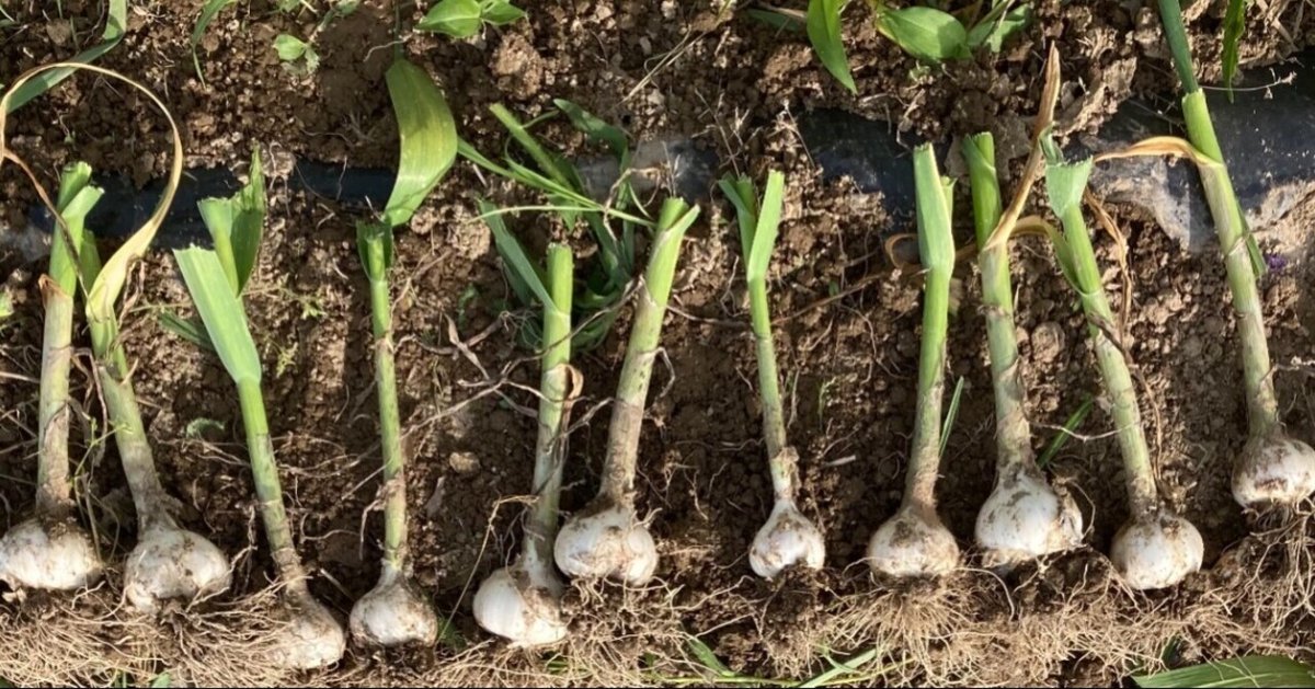 ニンニクの後作におすすめの野菜リレー栽培で生育促進！カジトラ