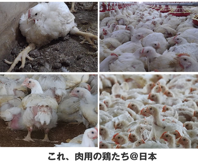 養鶏についての よくある間違い7選畜産動物たちに希望を Hope For Animals鶏 、豚、牛などのアニマルウェルフェア、ヴィーガンの情報サイト