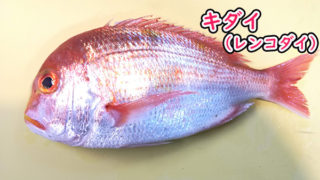 ヒメダイ 姫鯛オゴダイ クルキンマチ チビキの目利きと料理：旬の魚介百科