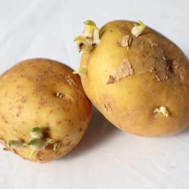 芽の出たジャガイモ1個白バック 写真素材4383803- フォトライブラリ