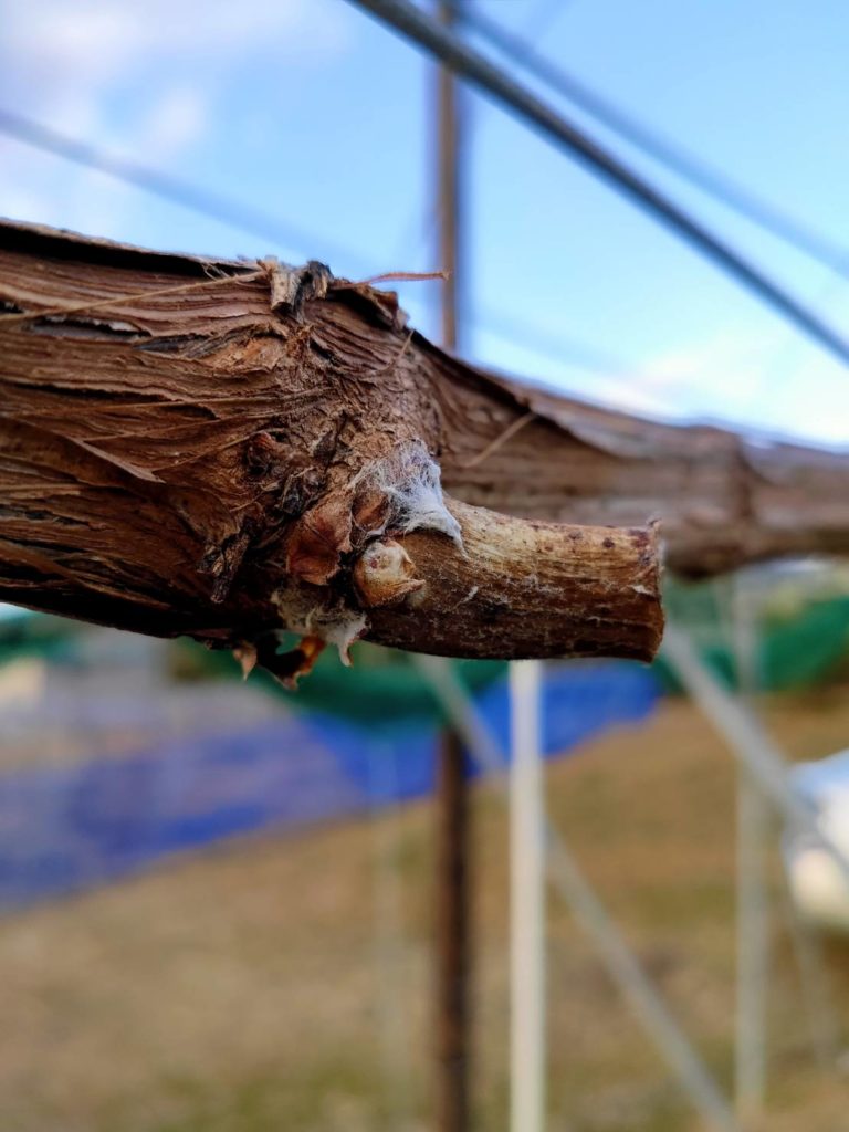 シャインマスカット ブドウの育て方を勉強中 – 零製作所ブログ