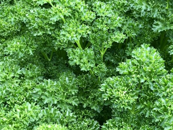 イタリアンパセリの育て方！ 初めて栽培する際のヒントや楽しみ方をご紹介GardenStoryガーデンストーリー