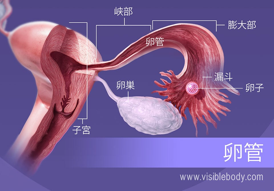 女性器 人体解剖学】の画像素材 |