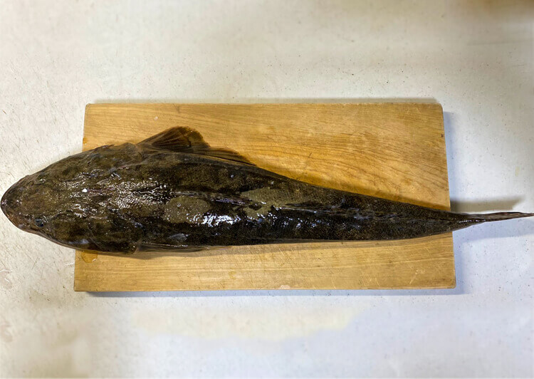 メッキの刺身と味