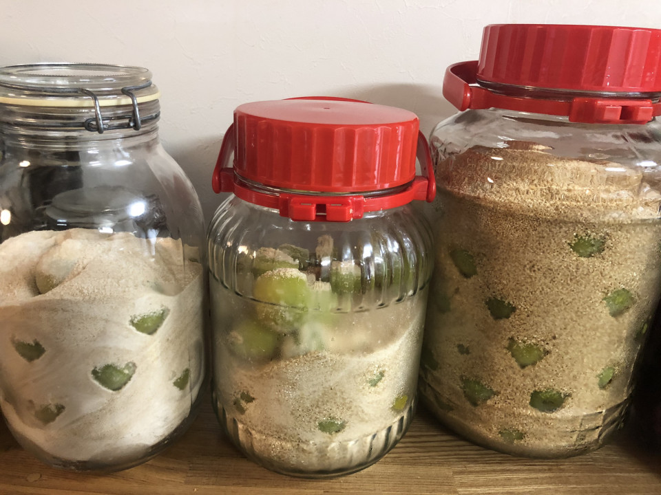 リンゴ酢とハチミツで漬ける梅シロップはほんのり甘くて酸味も優しい！冷凍保存した梅も使ってみたこくだんブログ