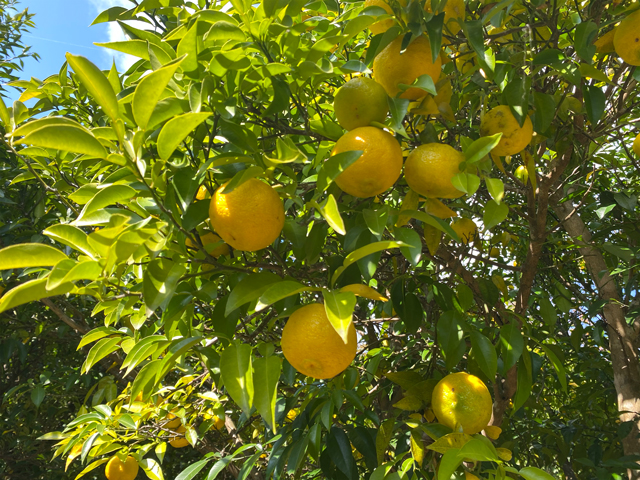 ボス👵🏻の庭には昔から大きな柚子の木がある。 今年は豊作らしく食べきれないほどなってる。ステキ ⁡ 柚子の木の寿命は300年だって〜 私も庭にこんな 大きな柚子の木欲しいな〜 ⁡佐賀柚子の木