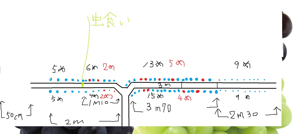 ぶどうの剪定方法☆シャインマスカット1.2.3年目ごとに図で解説・剪定時期・芽かき・摘心・誘引など