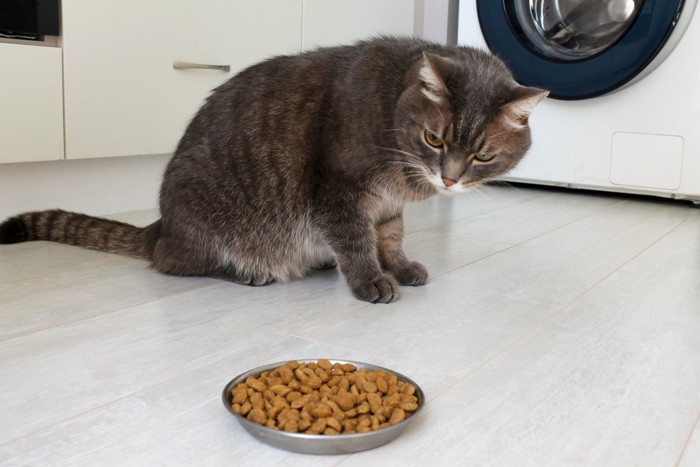 猫と犬お迎え初日のごはんの様子 保護猫 食事場所が違っても飼い主を気遣う猫