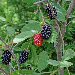 ブラックベリーは家庭栽培が簡単！育て方と果実のレシピGardenStoryガーデンストーリー