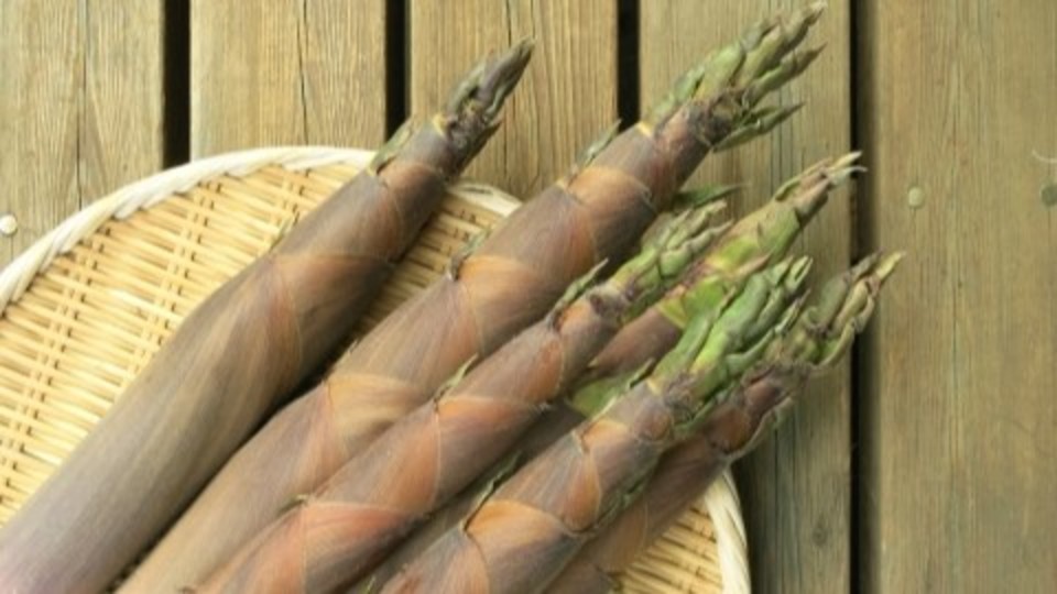 腐ったたけのこの見分け方臭い・変色酸っぱいと食中毒に?症状は?お役立ち！季節の耳より情報局