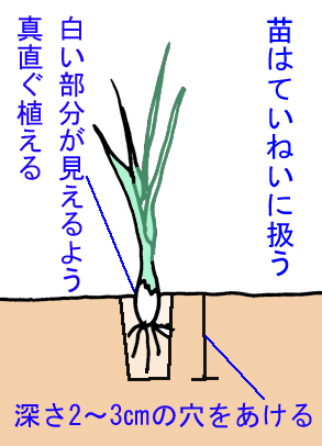 赤タマネギの栽培タマネギ栽培.com
