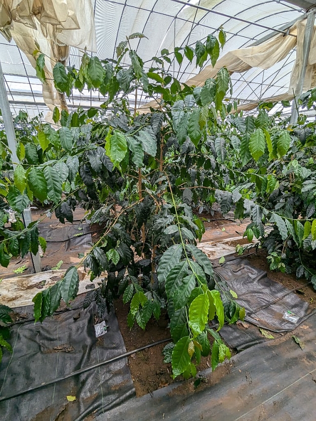 コーヒーの木をそだててコーヒーの実をならせよう！ 赤塚植物園 オンライン フラワーショップ花の音