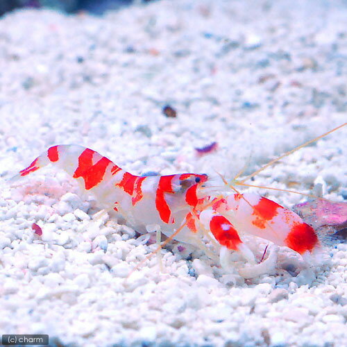 テッポウエビの一種①エビのなかま浦安水辺の生き物図鑑