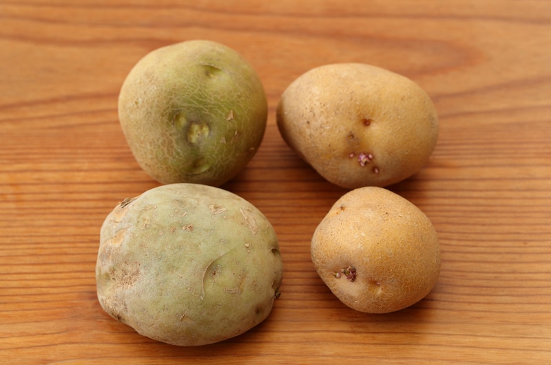 芽が出たじゃが芋「食べられる」or「食べられない」?栄養士が詳しく解説 栄養士食堂- エキスパート - Yahoo!ニュース