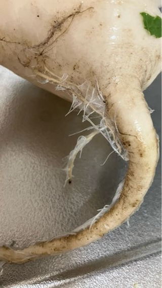 大根の皮にカビが!これは大丈夫?腐っているときの見分け方は?健康♡料理♡美容♡恋愛