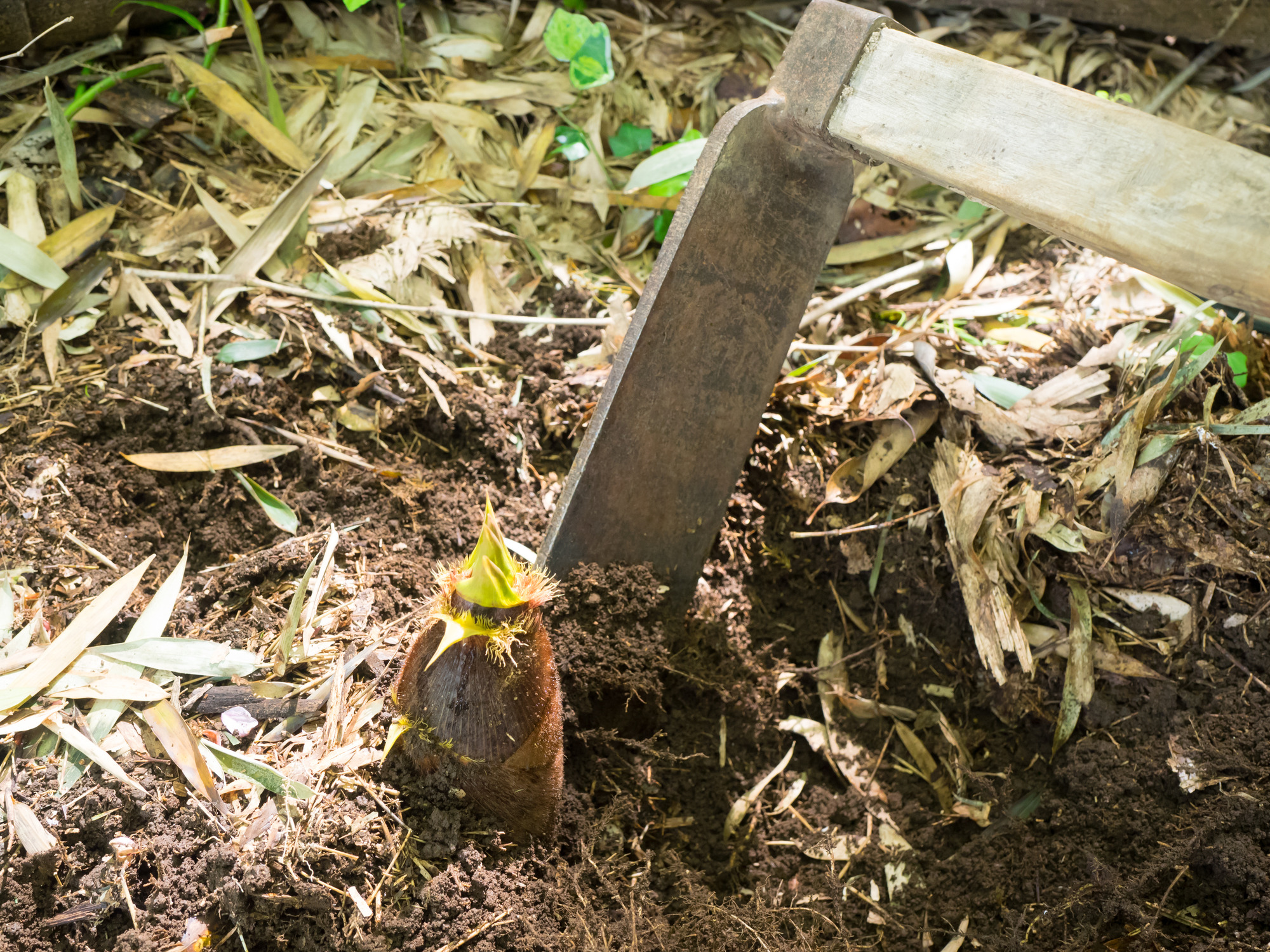 農業公園でタケノコ掘り：スタッフ参加しました: 自然と文化の森協会
