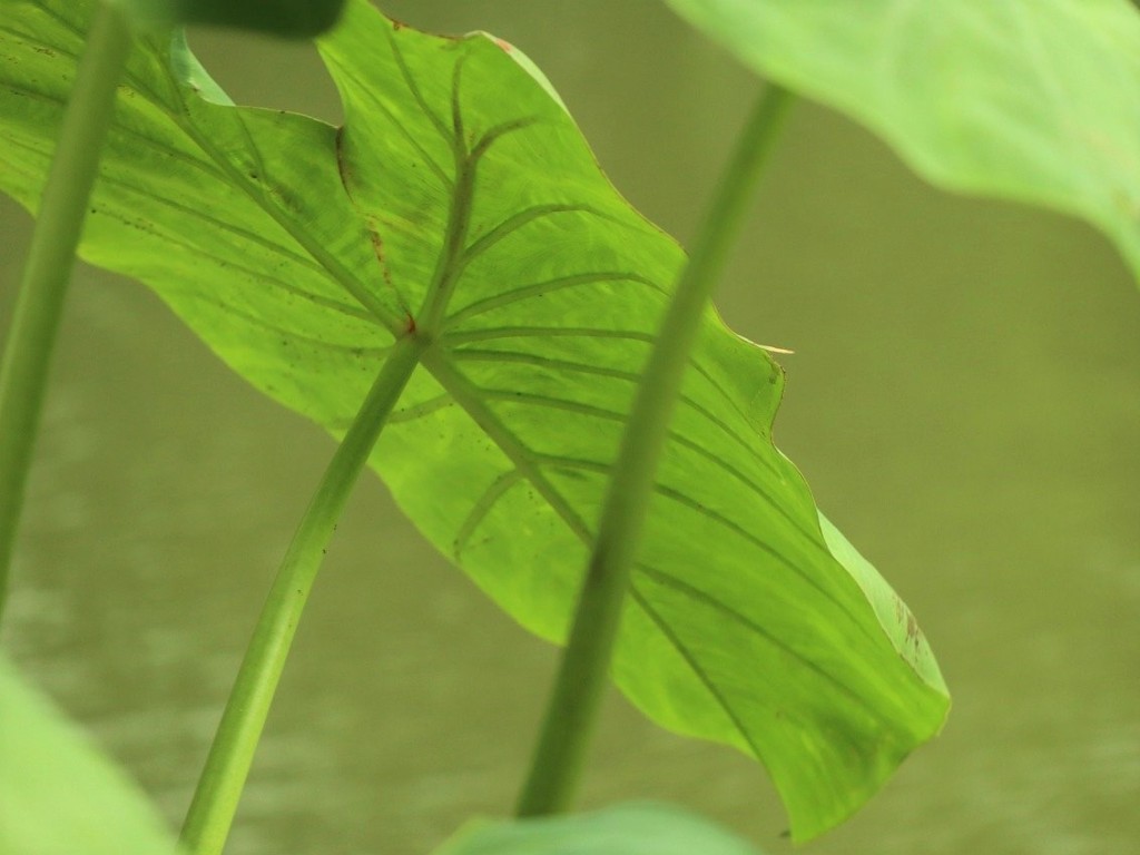 サトイモ 種芋 の記録「枯れた葉っぱをカット」：うららさんの日記 by 菜園ナビ