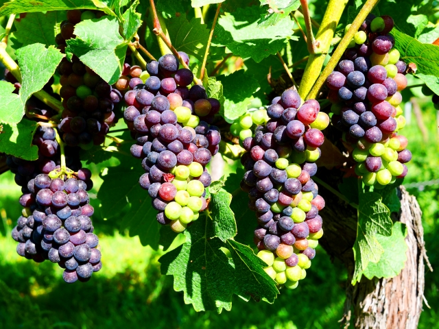 ホワイトバルサミコ酢＆熟成ビネガーギフトセットAsaya Vinegar