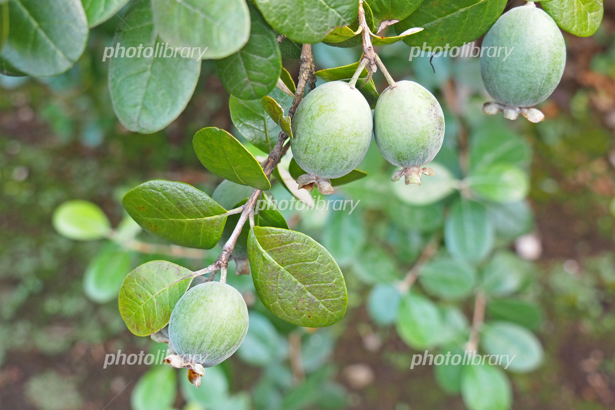 マグニフィカ フェイジョア の特徴と育て方苗木部の部室 〜苗木、育てよう〜 By 花ひろばオンライン