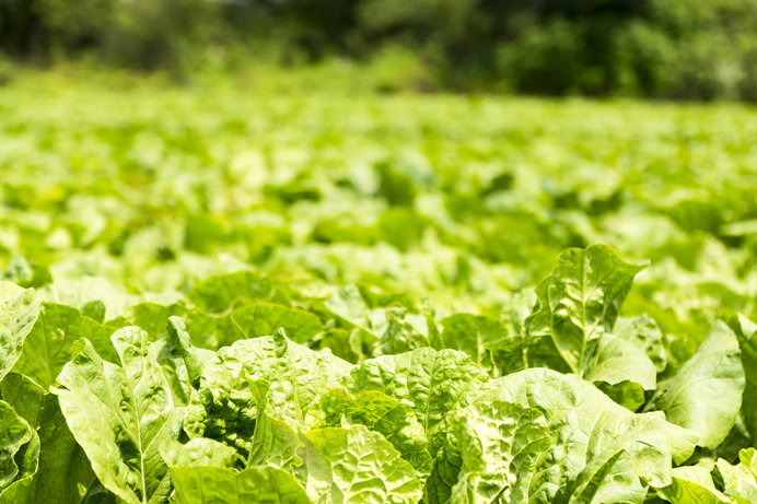 いろんな菜っ葉を使ってみよう。空芯菜のオイスターソース炒め。作ることに意義がある::糧log かてろぐ ::