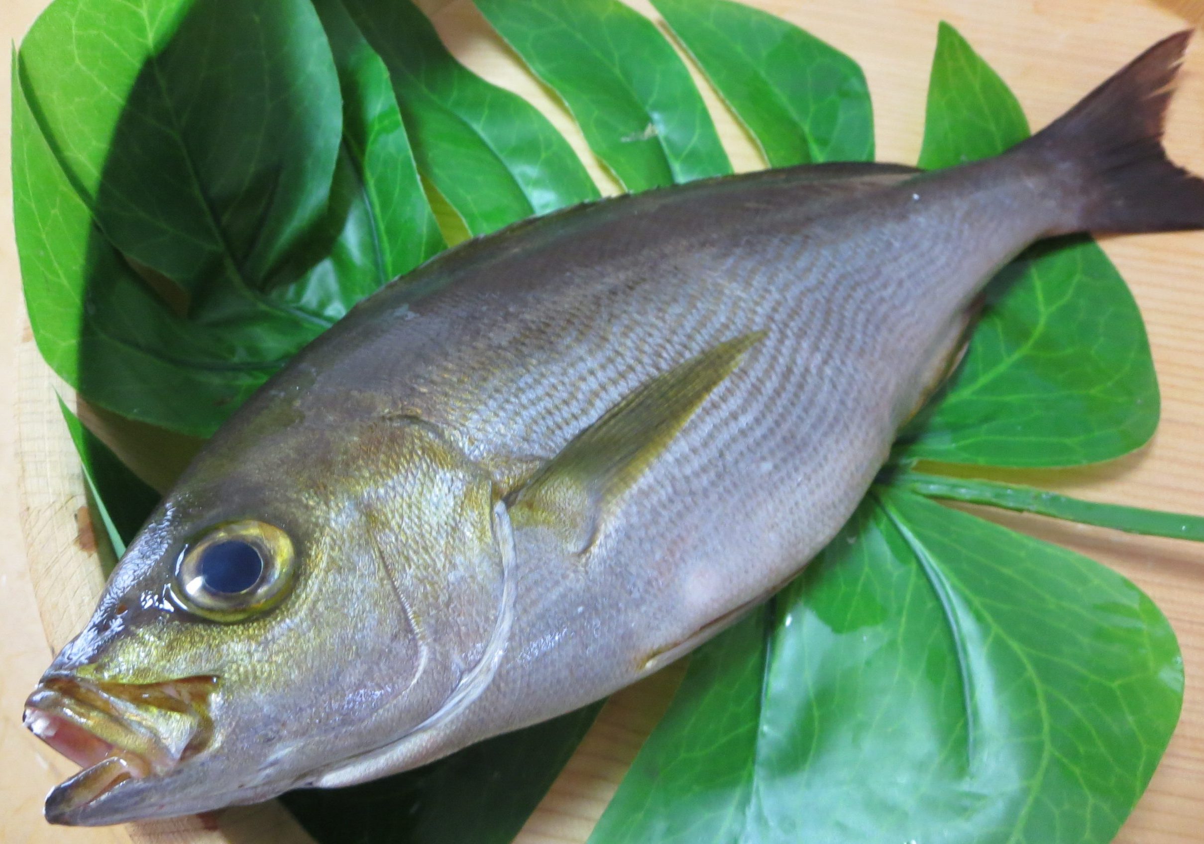 イサキは出世魚ですか？ – Fish Paradise