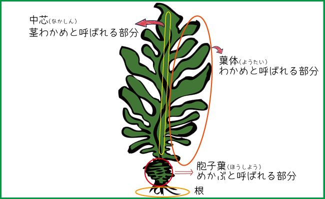 プロ直伝コンビニのあの味シャキシャキの 茎わかめ梅酢漬け の作り方切って漬けるだけなのに美味しすぎる