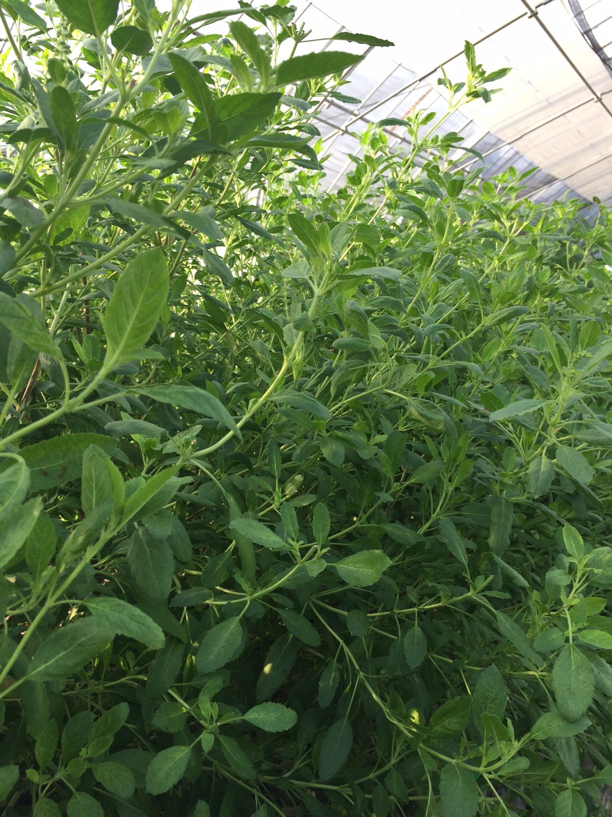 タイバジル今年も豊作🌿ホーリーバジルとホーラパー。今年はハーブティー作りにもチャレンジ中。ホーリーバジルはトゥルシーとも呼ばれとっても香りよくてスパイシーなハーブティーに。タイ料理タイハーブ農園ガパオバジルトゥルシーホーリーバジルホーラパー