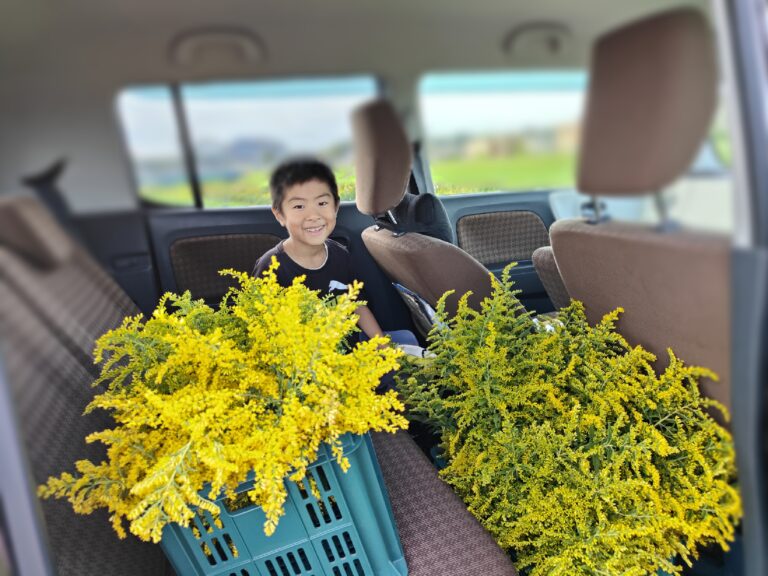 要注意外来生物に指定されているセイタカアワダチソウは美味しい野草として食べる事が出来ます 健啖隊- エキスパート - Yahoo!ニュース