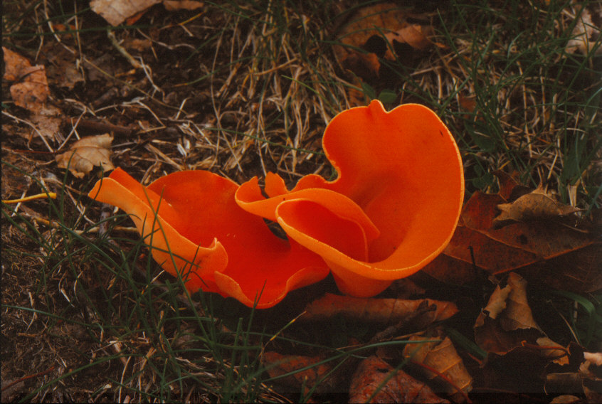 茶碗型のかわいいきのこ🌸✨オオチャワンタケ！触っただけで胞子が出ました！これ系のきのこ結構好きかも🤔茶碗の中に桜を入れなかった事を褒めて下さい。オオチャワンタケpezizavesiculosa春きのこきのこきのこ好きキノコ菌菌類関東きのこの会坂井