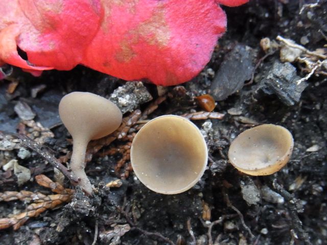 教室博日記：ツバキキンカクチャワンタケ