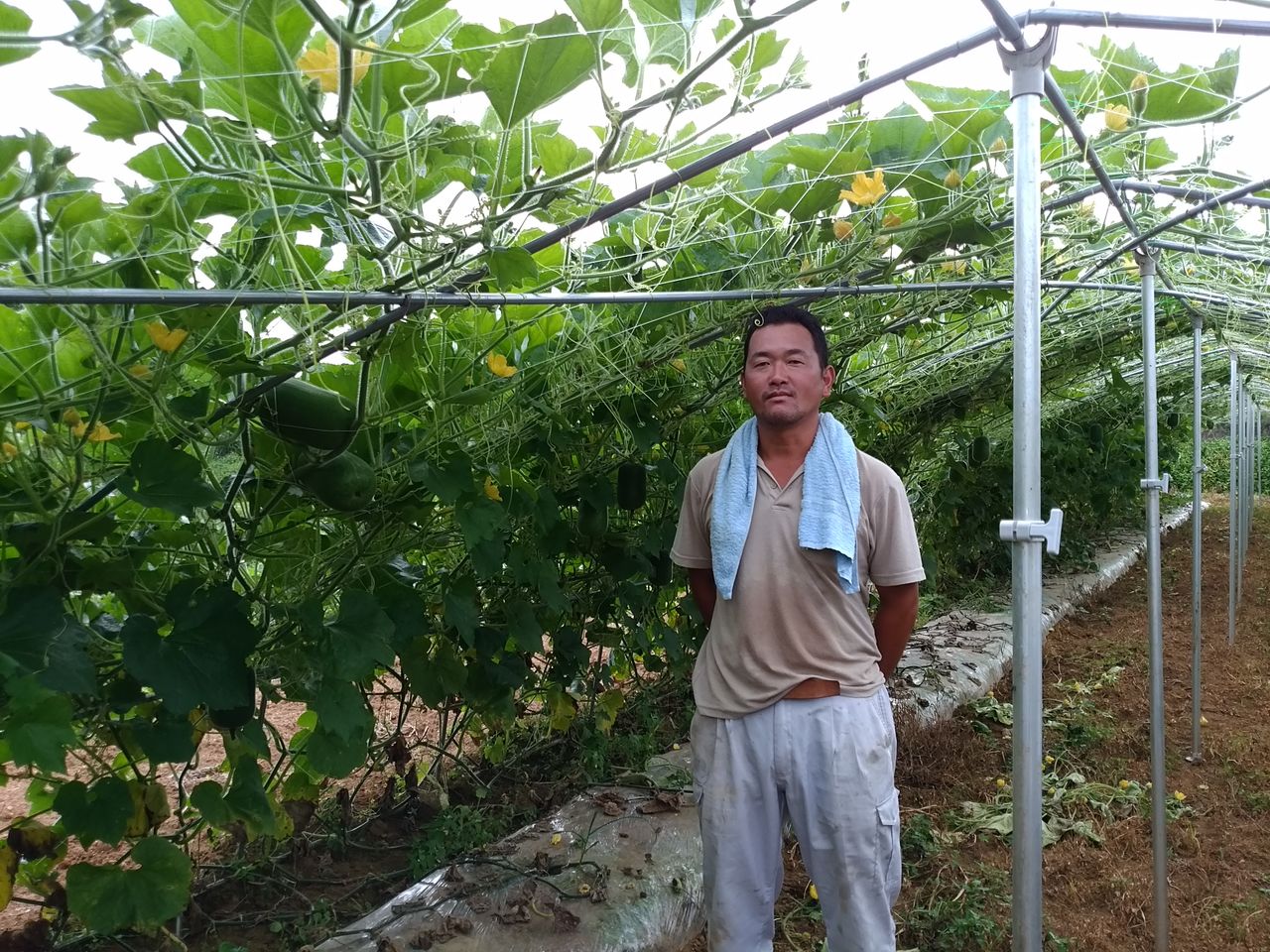 風が強くて撮影中断!? かぼちゃの育て方 支柱立て、誘引 金糸瓜、そうめんかぼちゃ