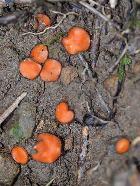 ツバキキンカクチャワンタケ – 広島県緑化センタ