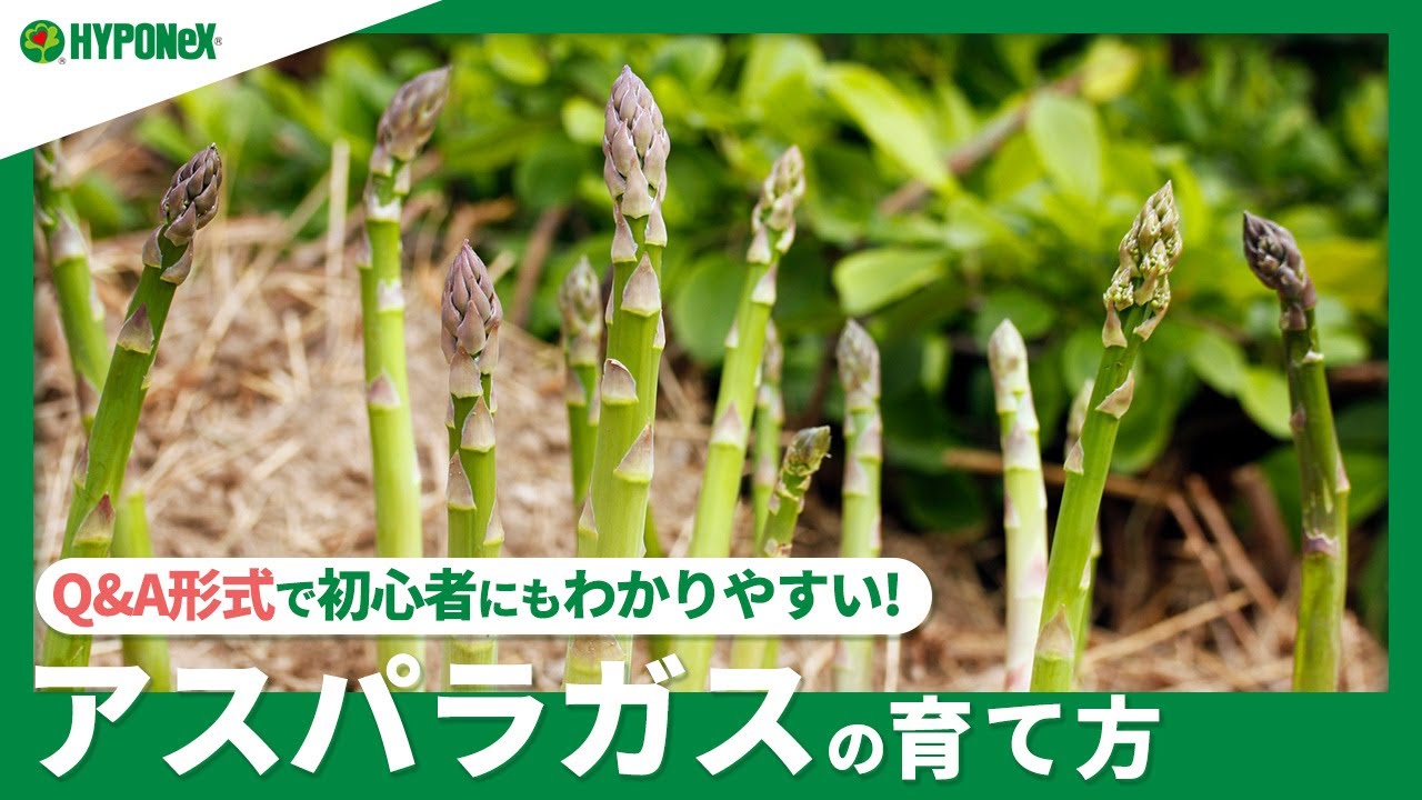 アスパラガス 苗 野菜の育て方野菜・花の育て方アースガーデン ~園芸用品~アース製薬株式会社