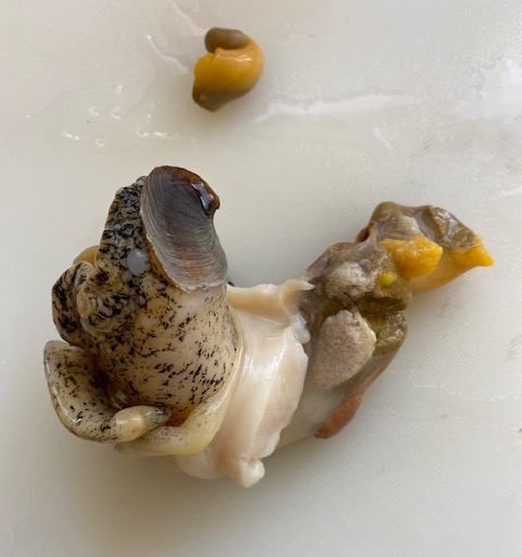 唾液腺に注意？ バイ貝・マテ貝・ナガラミ・磯つぶ貝の下処理と食べ方