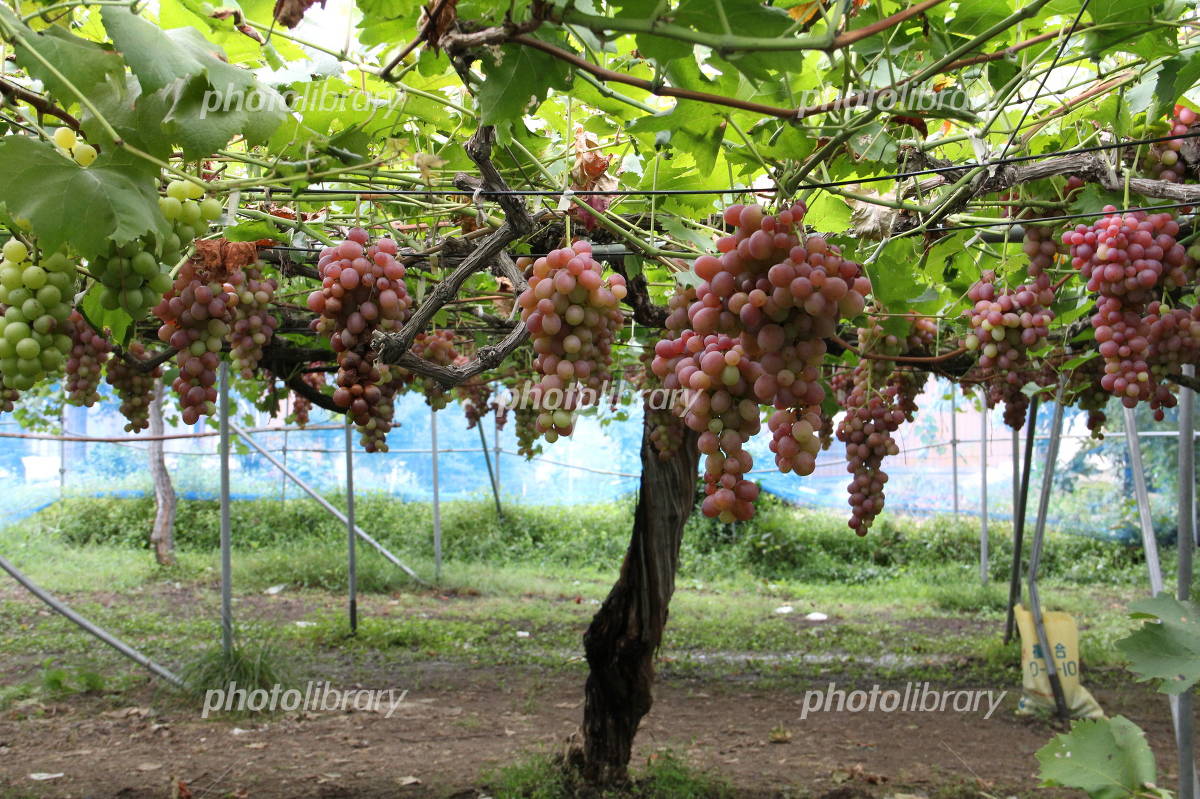 ブドウ棚をDIY! 竹や単管パイプを使った簡単な作り方を解説となりのカインズさん
