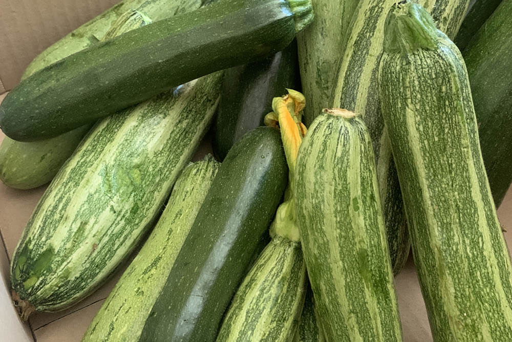 メロンの仲間「マクワウリ」ってどんな野菜？味やおすすめの食べ方について解説！クラシル