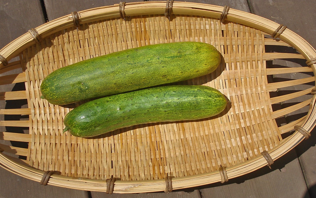 ウリ科の野菜はこんなにあった！ 種類や産地、それぞれの特徴を一挙紹介PREZO プレゾ- 北海道のお取り寄せグルメと産直通販