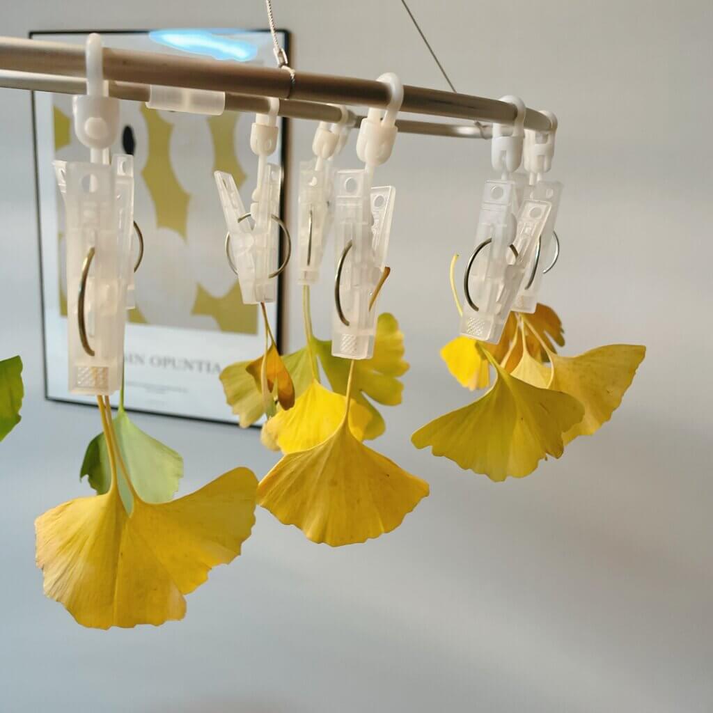 ギンナン」を食するまでには手間がかかる農畜産物長野県のおいしい食べ方