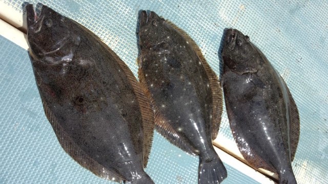 ヒラメの特徴・見分け方写真から探せる魚図鑑