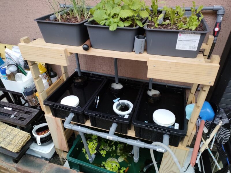 ビオトープとアクアポニックス - アンデッドモンクのアトリエ