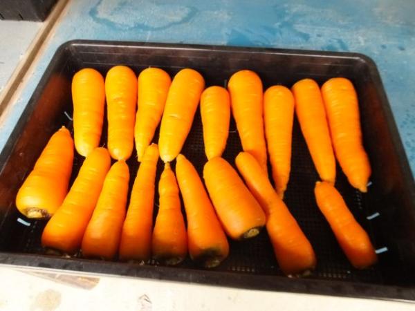 小出農園 koidefarm