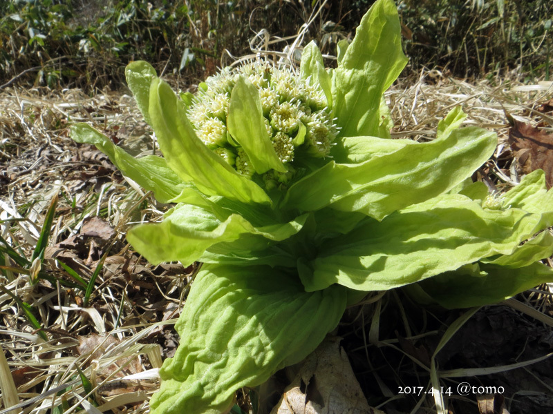 フキノトウの旬の時期や採り方、人気の食べ方は？🍀GreenSnap グリーンスナップ