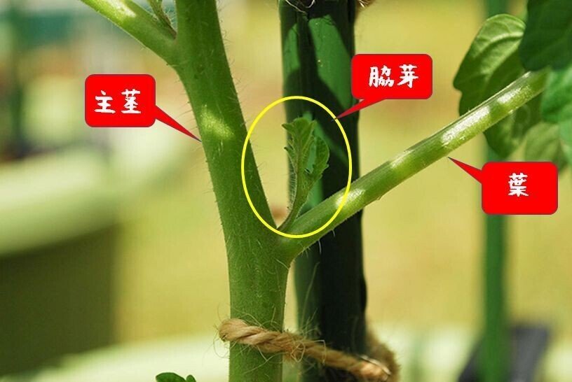 ミニトマトの主枝と脇芽の見分け方レンタル畑で野菜づくり！～週末農業体験～